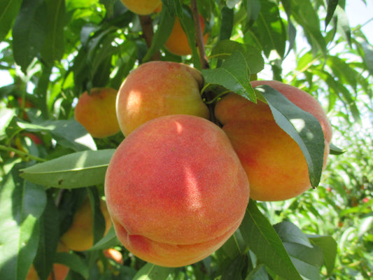 How to Peel Peaches