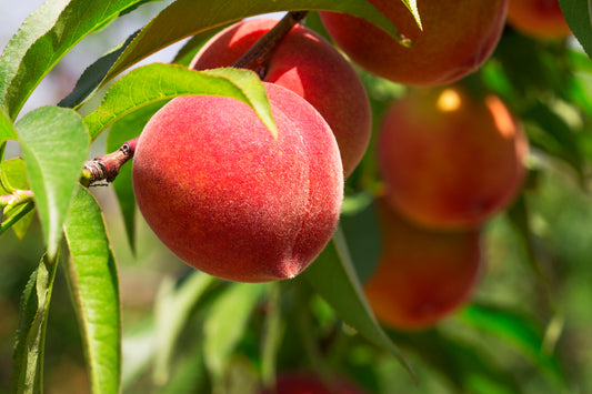 How to Store Peaches